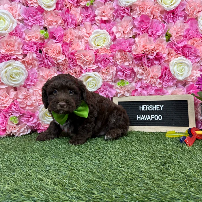 Male Havapoo puppy named Hershey for sale at Pet Express Braintree.