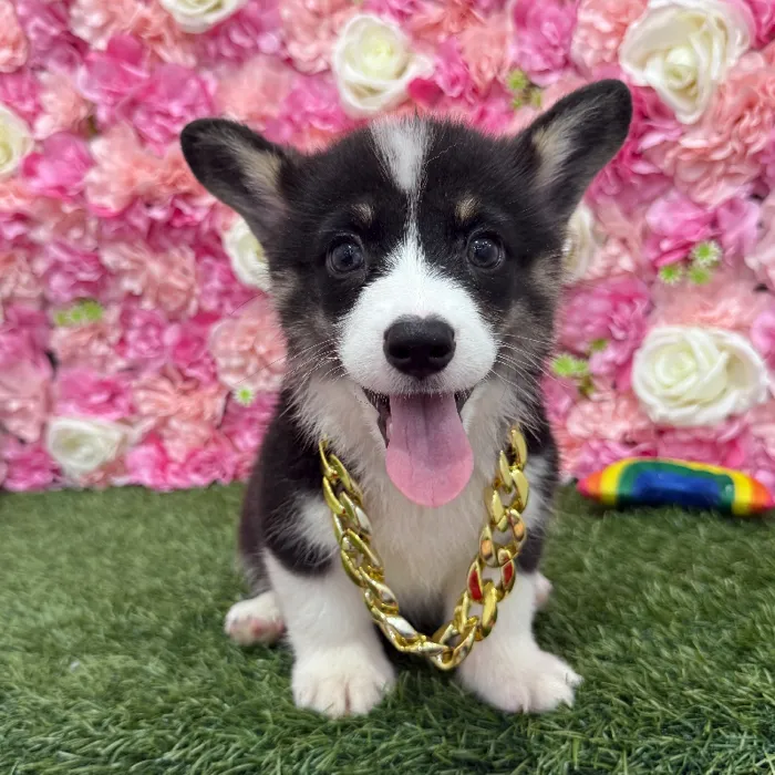 Male Pembroke Welsh Corgi Puppy for Sale in Braintree, MA
