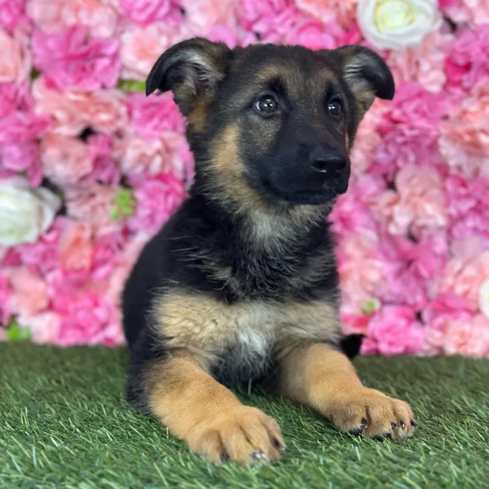 Female German Shepherd Dog puppy named Shania for sale at Pet Express Saugus.