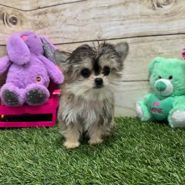 Male Chihuahua Puppy for Sale in Braintree, MA