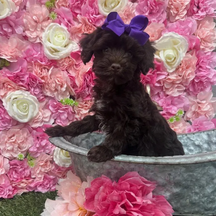 Female Havapoo Puppy for Sale in Braintree, MA