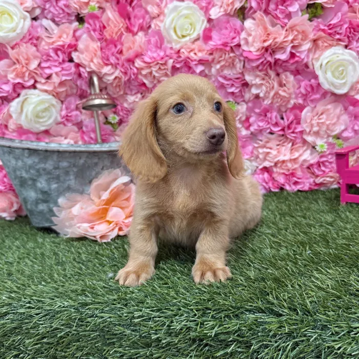 Male Dachshund Puppy for Sale in Braintree, MA