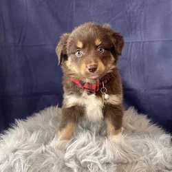 Male Miniature Australian Shepherd puppy named Broccoli for sale at Pet Express Saugus.