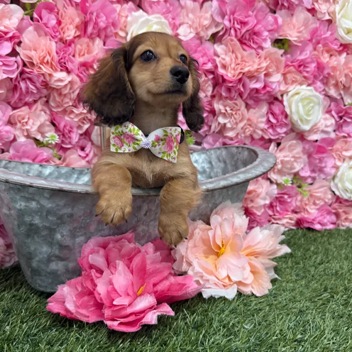 Male Dachshund Puppy for Sale in Braintree, MA