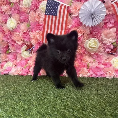 Female Pomeranian Puppy for Sale in Saugus, MA
