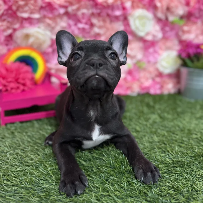 Female Froston Puppy for Sale in Braintree, MA