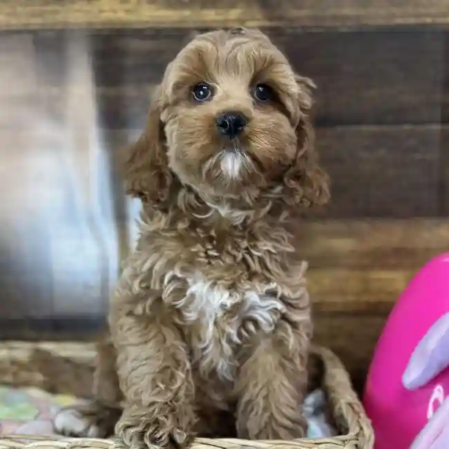 Female Cockapoo Puppy for Sale in Saugus, MA