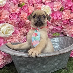 car_main_img_/media/ap_media/pets/NAFZLJMNYROZ189812.webp.250x250_q85.webp