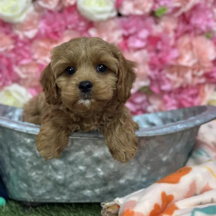 Female Cavapoo Puppy for Sale in Saugus, MA
