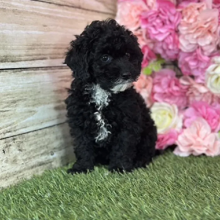 Female Micro Mini Bernedoodle F1Bb puppy named Coral for sale at Pet Express Saugus.