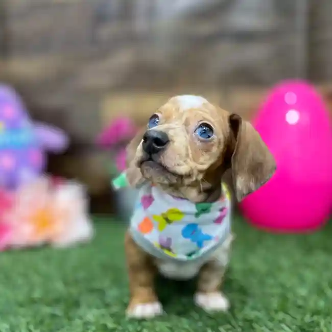 Female Dachshund Puppy for Sale in Braintree, MA