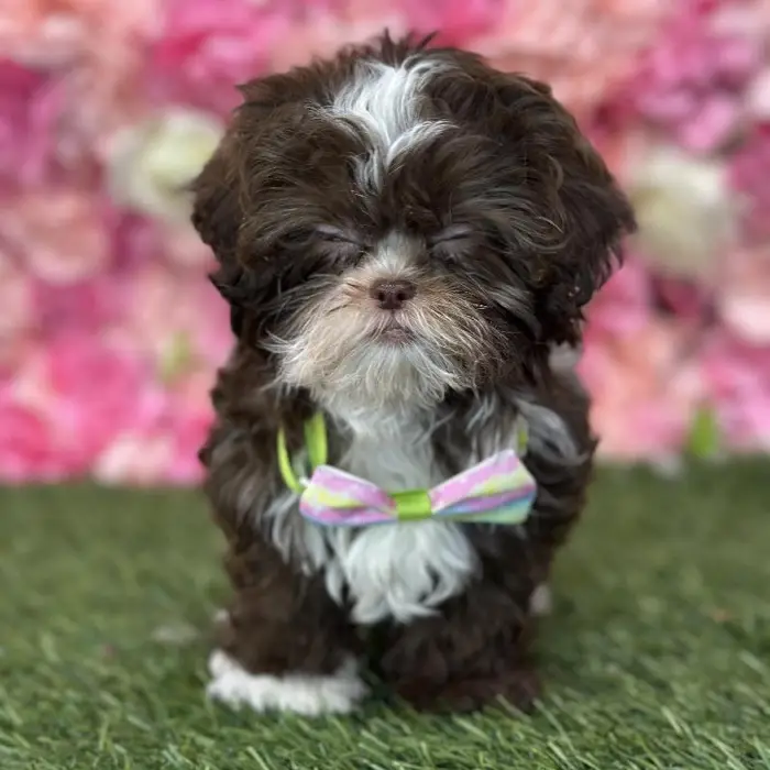 Male Shih-Poo Puppy for Sale in Saugus, MA