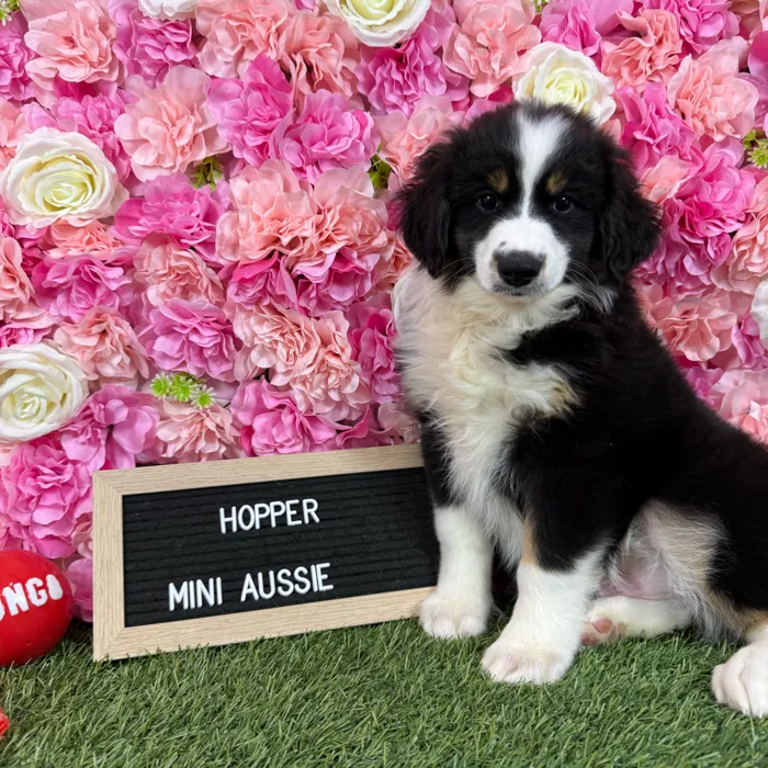 Male Miniature Australian Shepherd puppy named Hopper for sale at Pet Express Braintree.