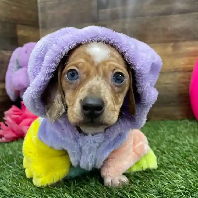 Female Dachshund Puppy for Sale in Braintree, MA