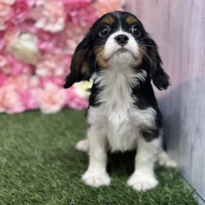 Male Cavalier King Charles Spaniel Puppy for Sale in Saugus, MA
