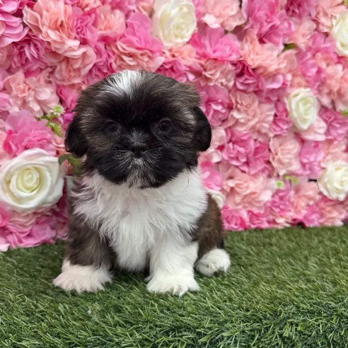 Male Shih Tzu Puppy for Sale in Braintree, MA