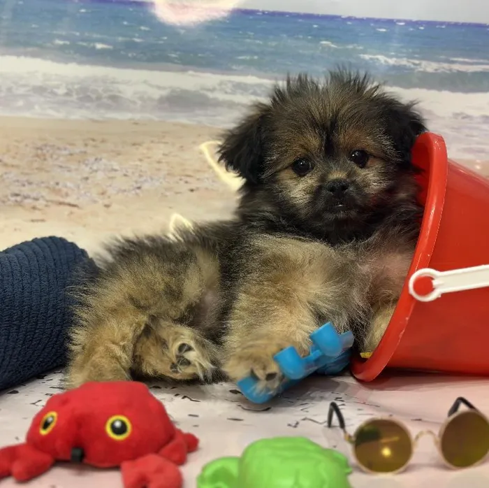 Male Shiranian Puppy for Sale in Saugus, MA