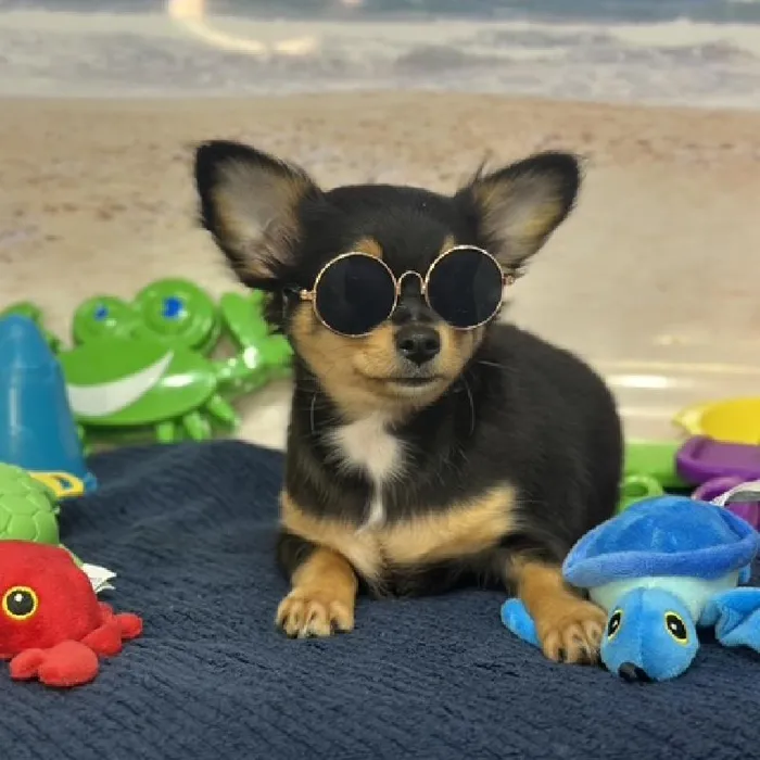 Male Chihuahua Puppy for Sale in Saugus, MA