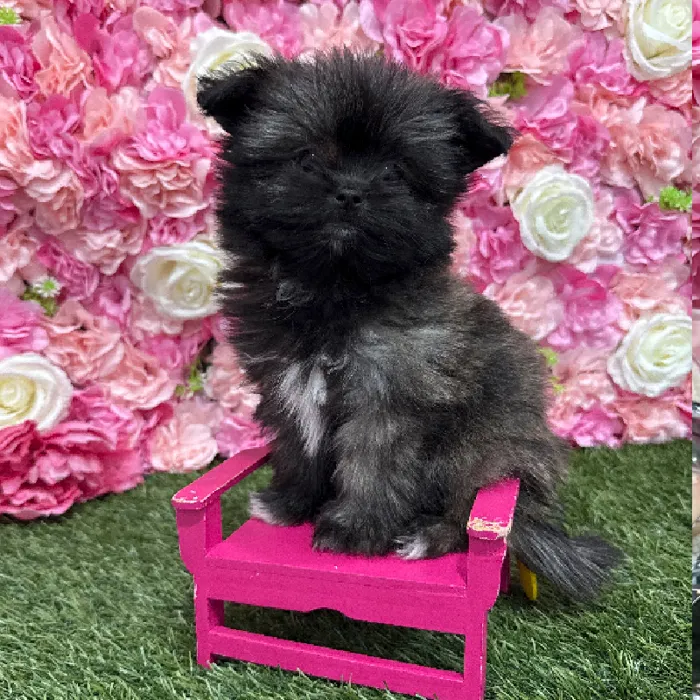 Female Shiranian Puppy for Sale in Braintree, MA
