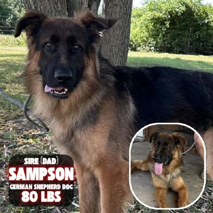 Male German Shepherd Dog puppy named King for sale at Pet Express Braintree.