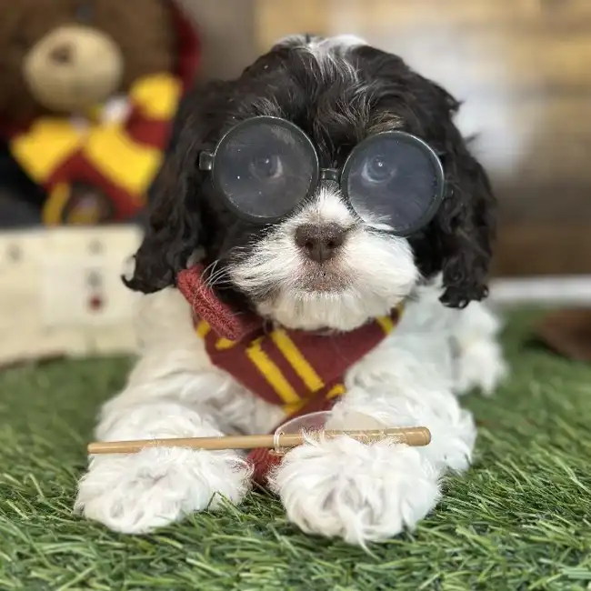 Male Cockapoo Puppy for Sale in Saugus, MA