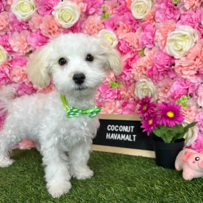 Male Havamalt puppy named Coconut for sale at Pet Express Braintree.