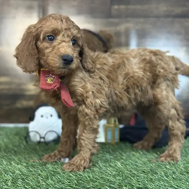 Male Mini Irishdoodle 2nd Gen Puppy for Sale in Saugus, MA