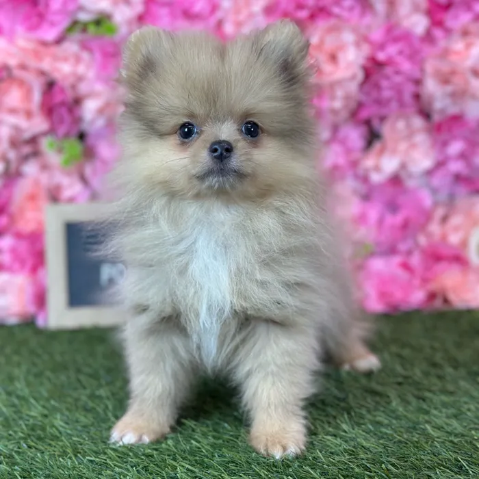 Male Pomeranian puppy named Freddy for sale at Pet Express Saugus.
