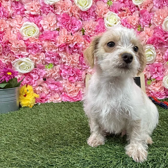 Male Chi-Poo puppy named Cooper for sale at Pet Express Braintree.