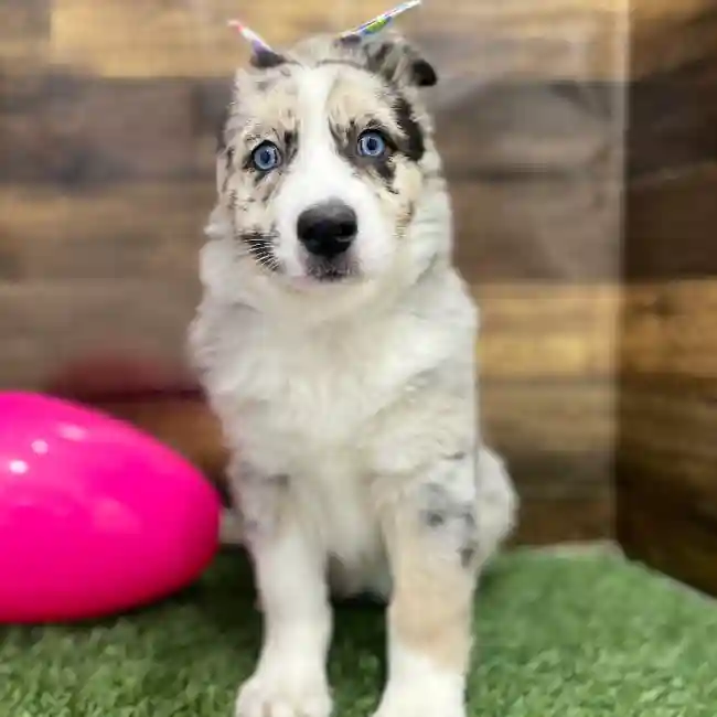 Female Australian Husky Puppy for Sale in Braintree, MA
