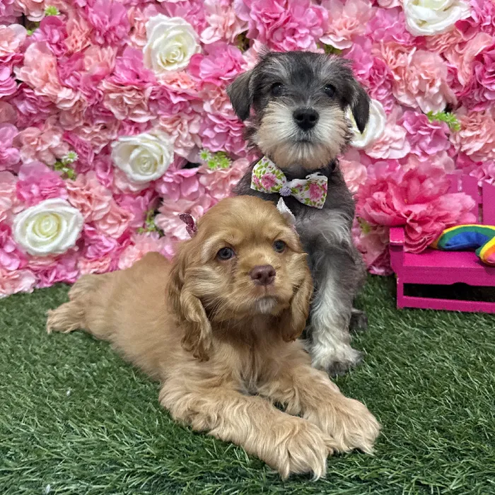 Female Cocker Spaniel Puppy for Sale in Braintree, MA