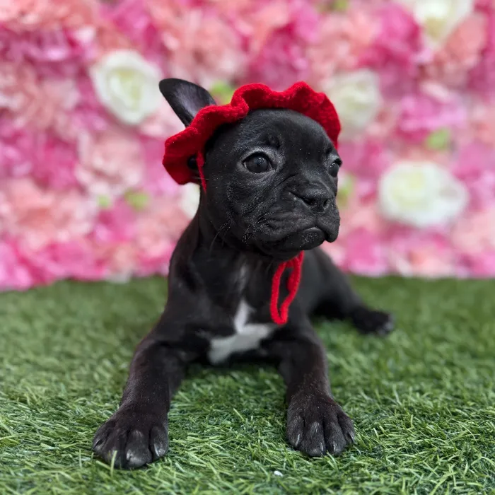 Female Froston Puppy for Sale in Braintree, MA