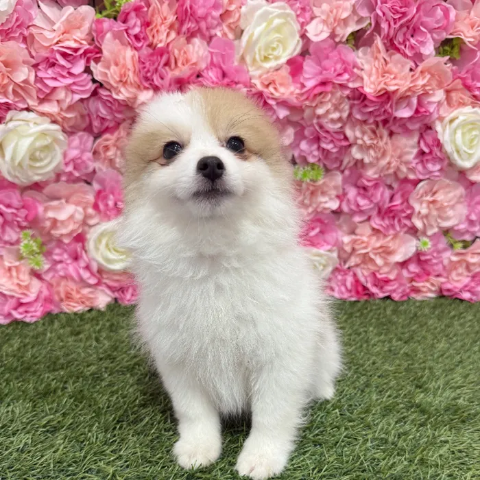 Male Pomimo Puppy for Sale in Braintree, MA