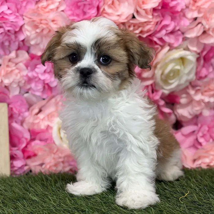 Male Teddy Bear (Zuchon) puppy named Gallo for sale at Pet Express Saugus.