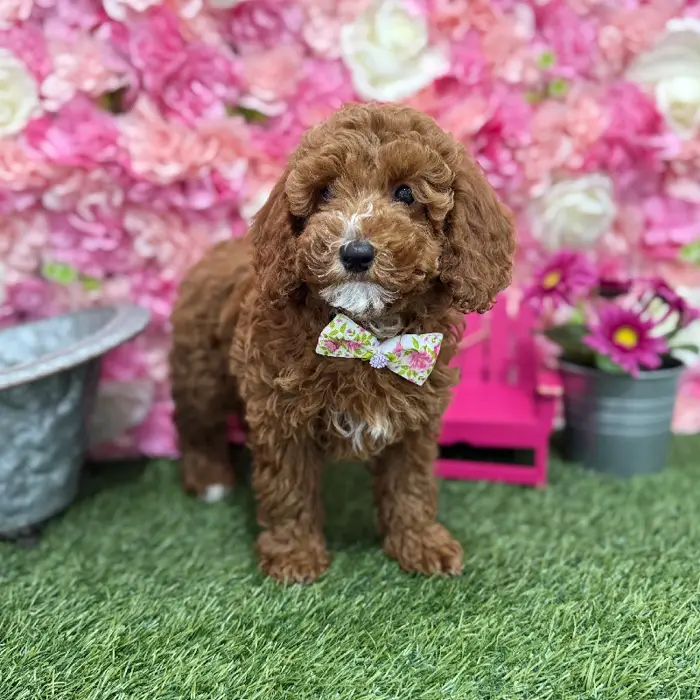 Male Poodle Moyen (Medium) Puppy for Sale in Braintree, MA