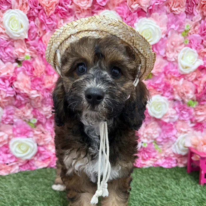 Female Mini Goldendoodle F1BB Puppy for Sale in Braintree, MA