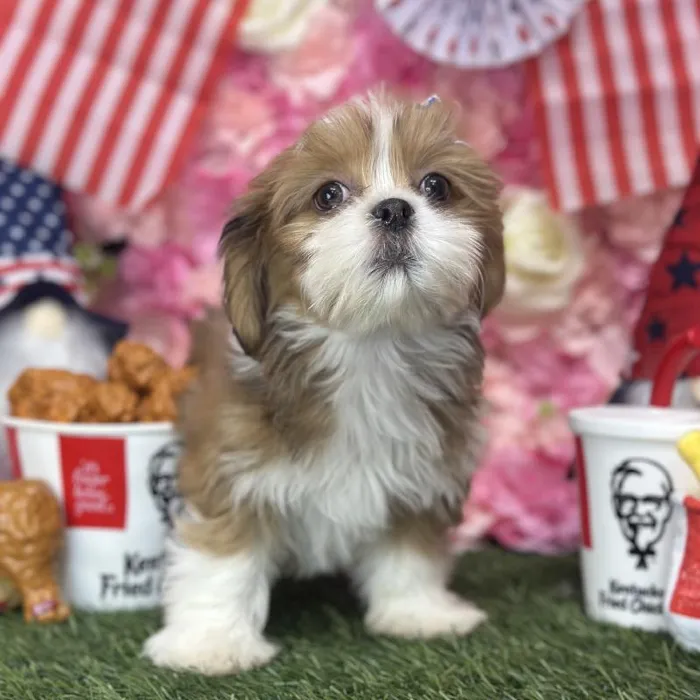 Female Lhasa Apso Puppy for Sale in Saugus, MA