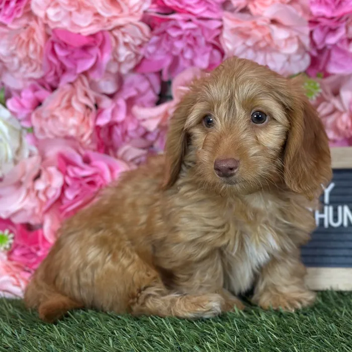 Male Dachshund puppy named Sonny for sale at Pet Express Saugus.