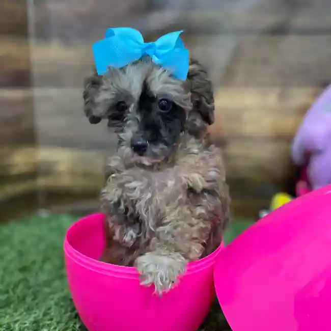 Female Poodle Toy Puppy for Sale in Braintree, MA