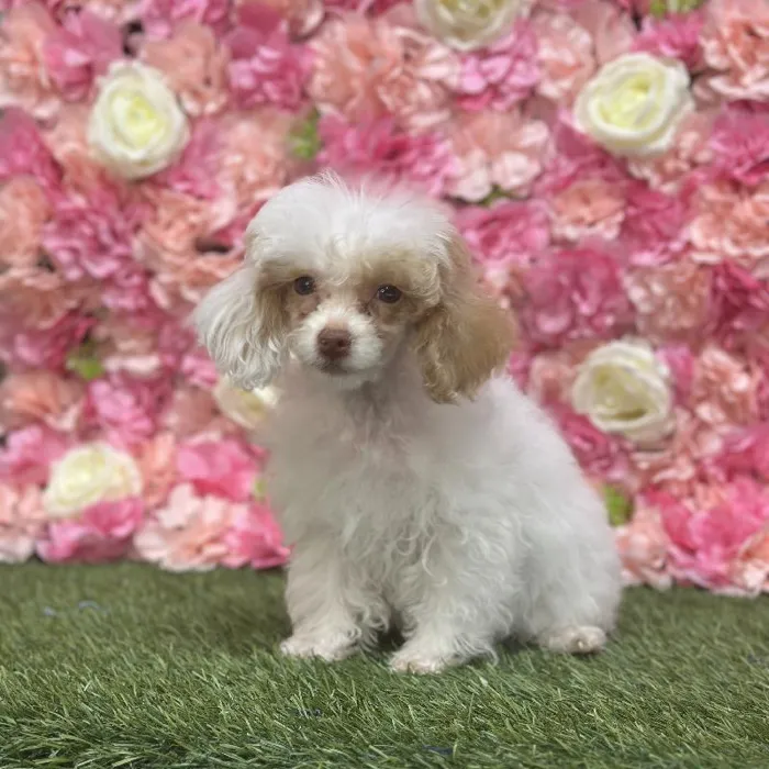 Female Poodle Toy Puppy for Sale in Saugus, MA