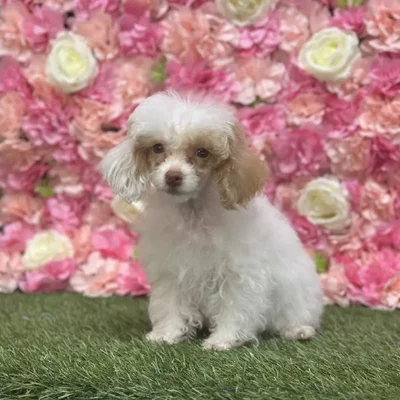 Female Poodle Toy Puppy for Sale in Saugus, MA