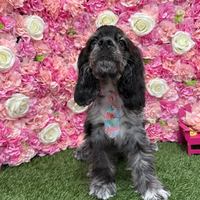 Male Cocker Spaniel Puppy for Sale in Braintree, MA