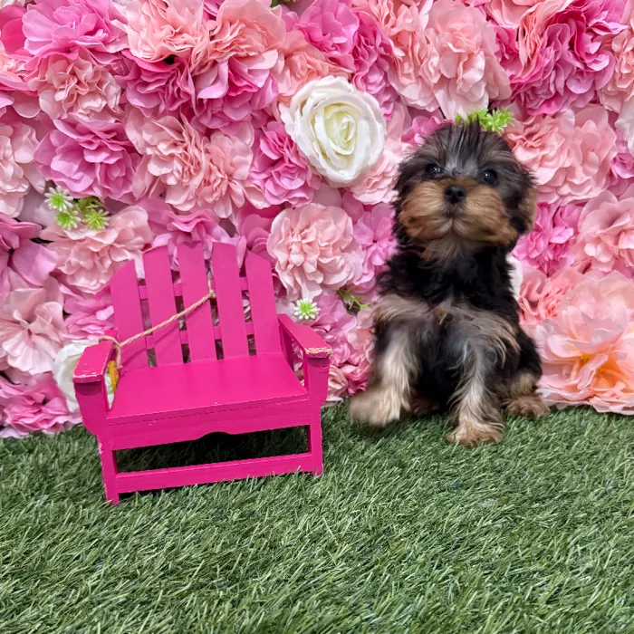 Female Yorkshire Terrier Puppy for Sale in Braintree, MA