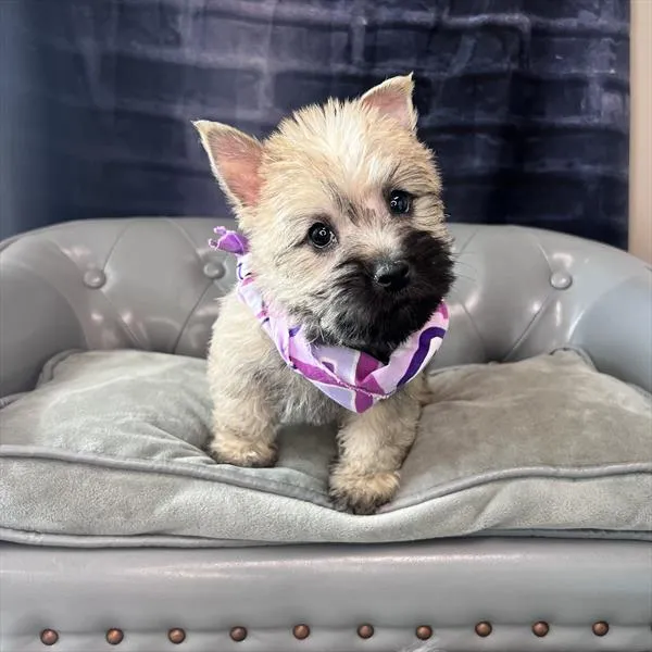 Female Cairn Terrier puppy named Dora for sale at Pet Express Saugus.