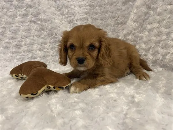 Male Cavapoo 2Nd Gen puppy named Wesley for sale at Pet Express Saugus.