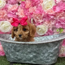 car_main_img_/media/ap_media/pets/NILISZUZJGPQ183966.webp.250x250_q85.webp
