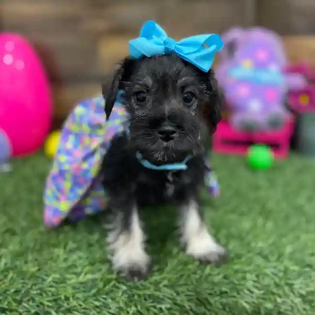 Female Miniature Schnauzer Puppy for Sale in Braintree, MA