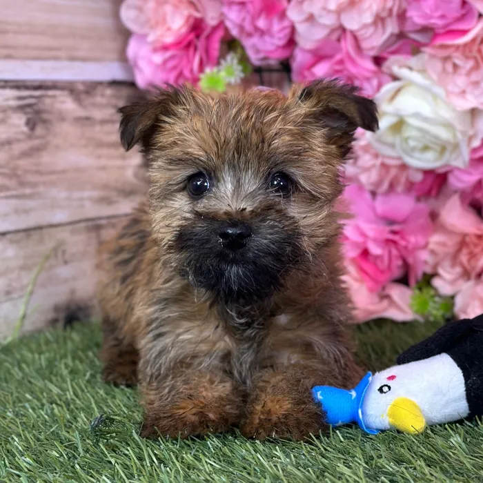 Female Cairn Terrier puppy named Suzie Q for sale at Pet Express Saugus.