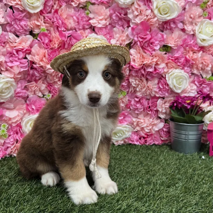 Female Miniature Australian Shepherd Puppy for Sale in Braintree, MA