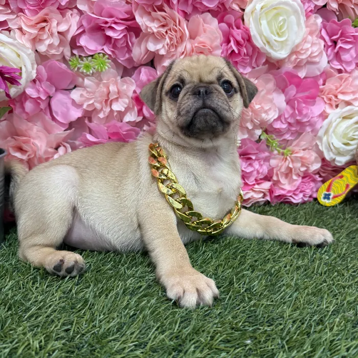 Male Pug Puppy for Sale in Braintree, MA